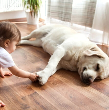 A smiling white dog lays on a rich wood colored LVP floor while a baby tickles his paws.