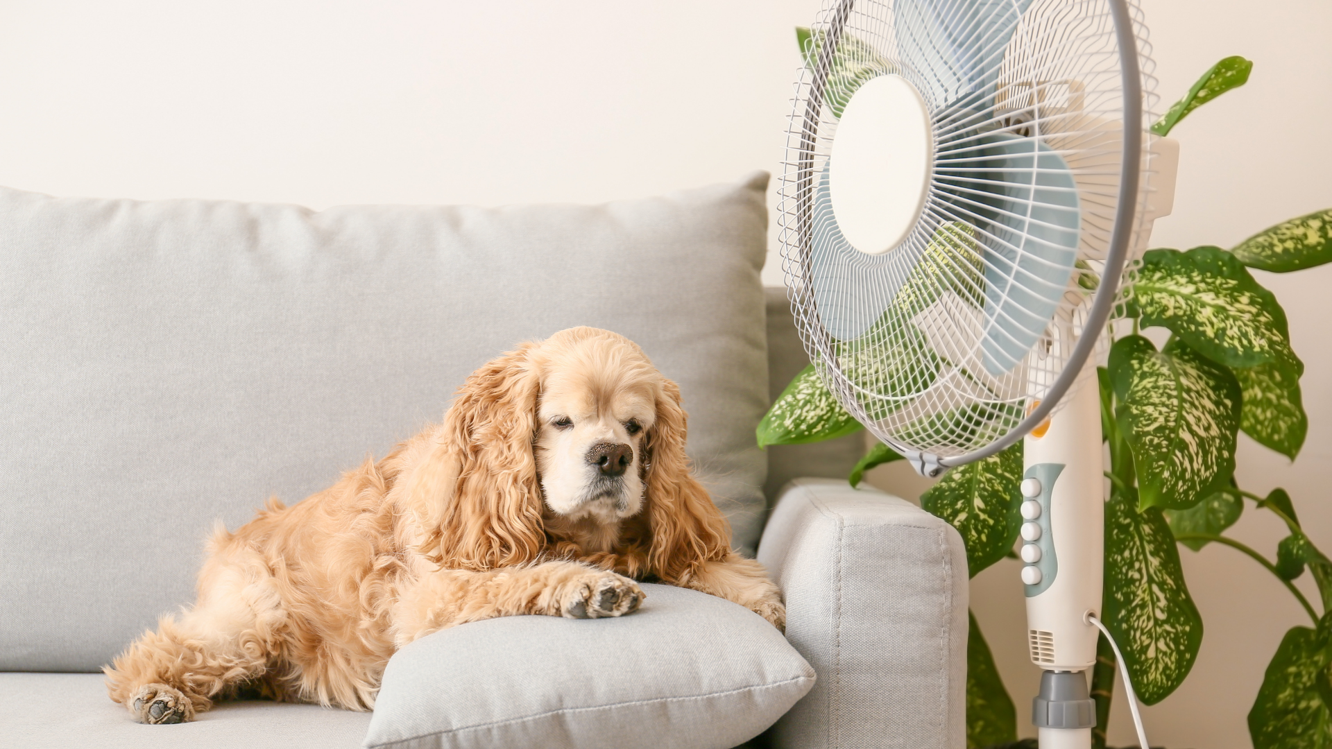 Cute dog on couch with standing electric fan